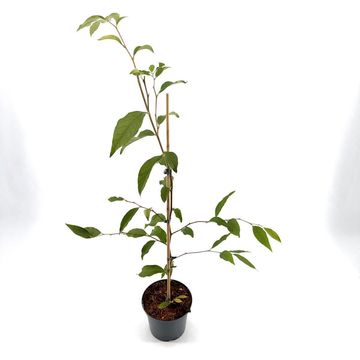 Stewartia pseudocamellia