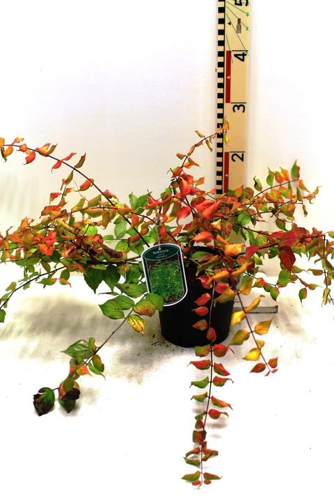 Kolkwitzia amabilis 'Maradco'