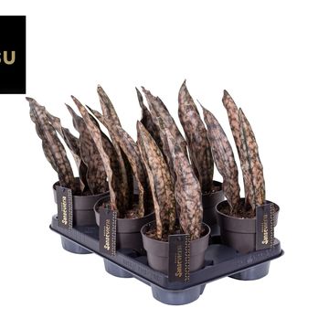 Sansevieria BIG LEAVES BROWN