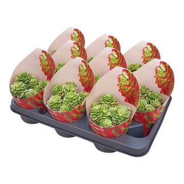 x Sedeveria 'Rolly'