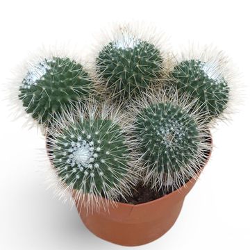 Mammillaria spinosissima 'Un Pico'