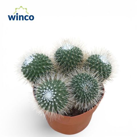 Mammillaria spinosissima 'Un Pico'