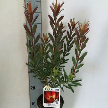 Leucadendron 'Safari Sunset'