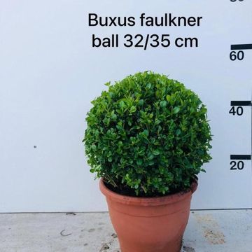 Buxus microphylla 'Faulkner'