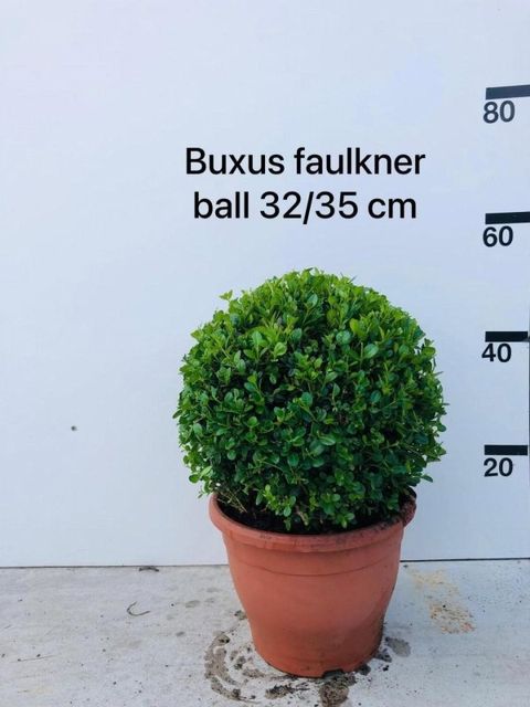Buxus microphylla 'Faulkner'