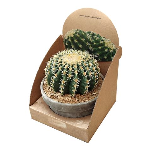 Echinocactus grusonii brevispinus