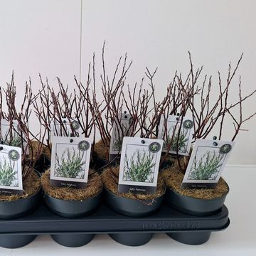 Salix rosmarinifolia