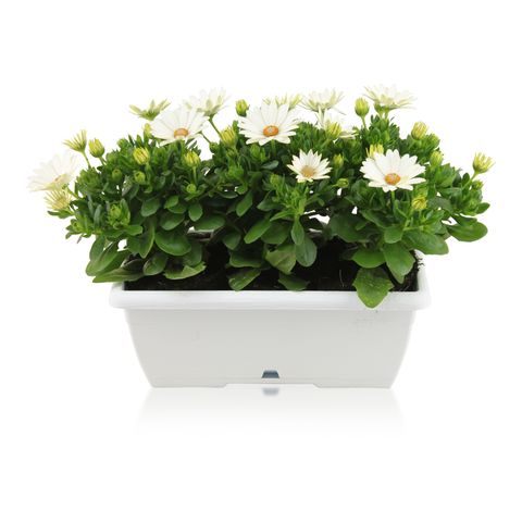 Osteospermum MARGARITA WHITE