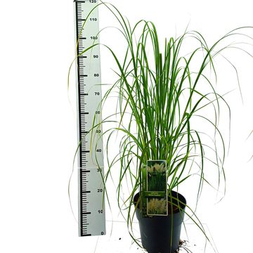 Cortaderia selloana 'White Feather'