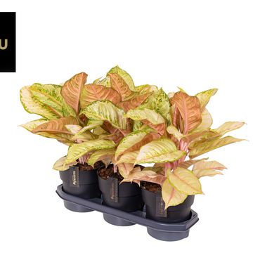 Aglaonema 'Corn Silk'