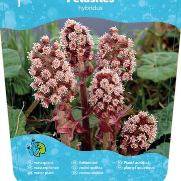 Petasites hybridus