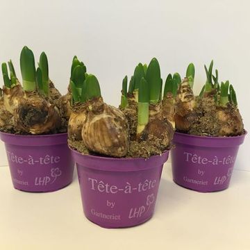 Narcissus 'Tête-à-Tête'