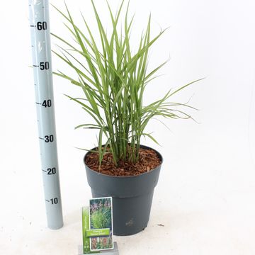 Miscanthus sinensis 'Ferner Osten'