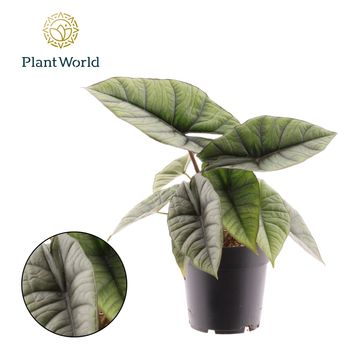 Alocasia 'Platinum'