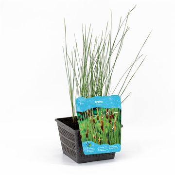 Typha minima