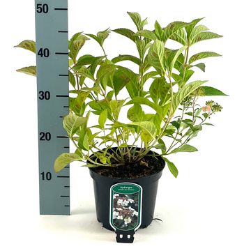 Hydrangea serrata koreana