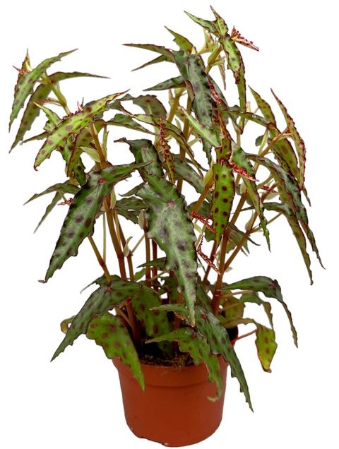 Begonia amphioxus
