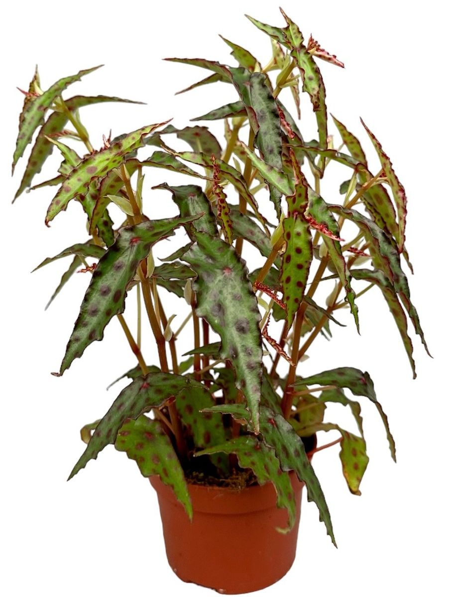 Begonia amphioxus discount