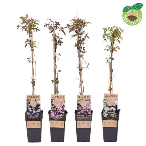 Clematis MONTANA MIX (M)