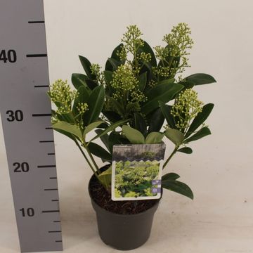 Skimmia japonica 'Finchy'