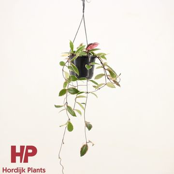 Hoya carnosa 'Flamingo Dream'