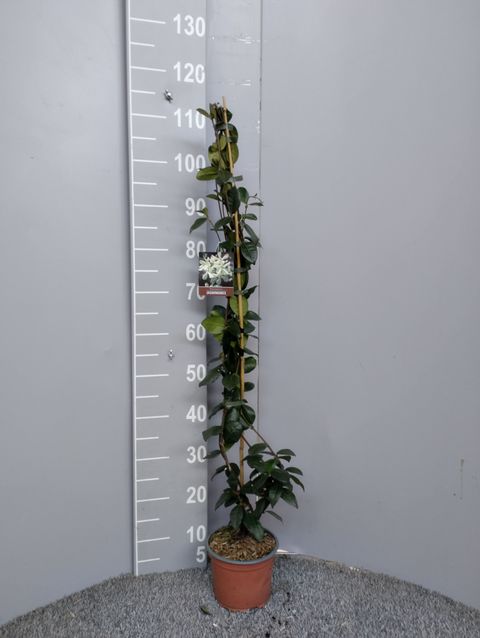 Trachelospermum jasminoides