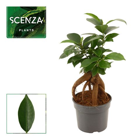 Ficus microcarpa 'Ginseng'