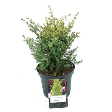 Juniperus communis 'Gold Cone'