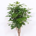 Radermachera hainanensis
