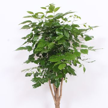 Radermachera hainanensis