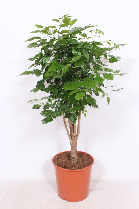 Radermachera hainanensis