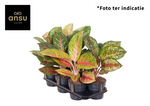 Aglaonema MIX