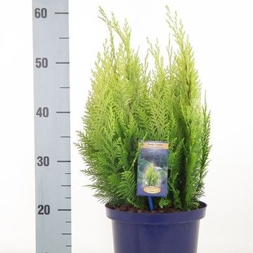 Chamaecyparis lawsoniana 'Ivonne'