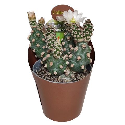 Tephrocactus molinensis