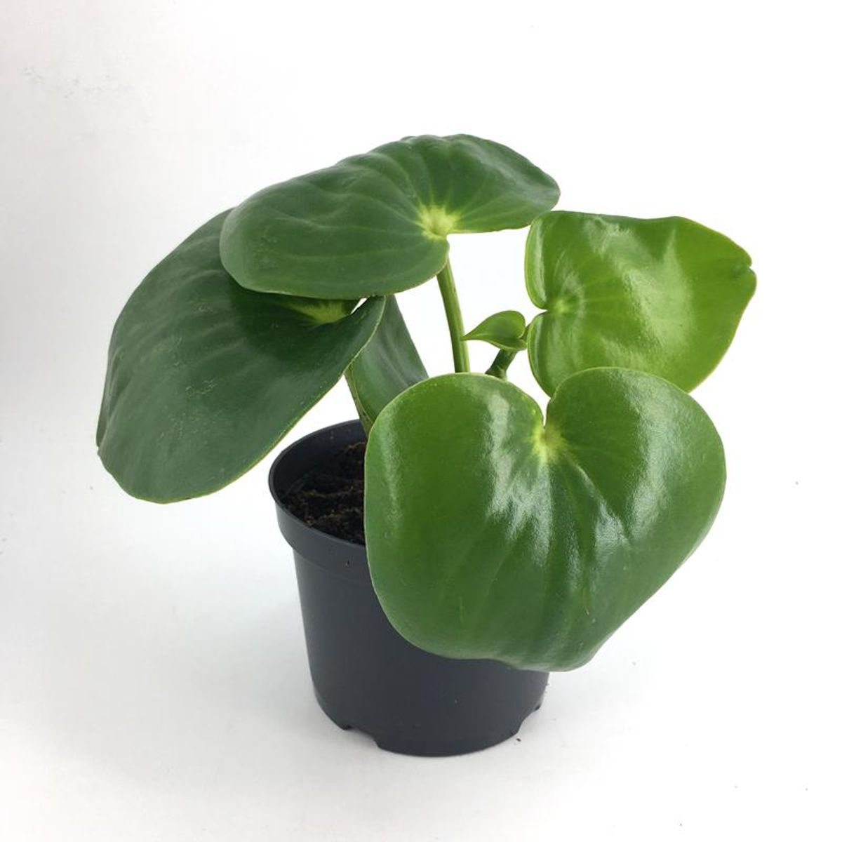 Peperomia polybotrya 'Raindrop' — Plant Wholesale FlorAccess