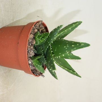 Aloe perfoliata