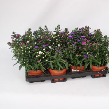 Aster MIX IN POT