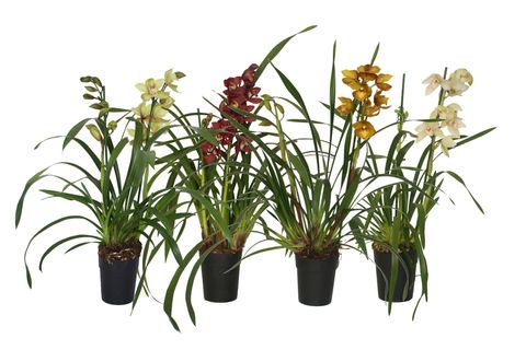 Cymbidium MIX