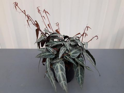 Parthenocissus 'Amazonica'