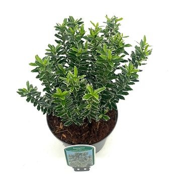 Euonymus japonicus 'Microphyllus Albovariegatus'