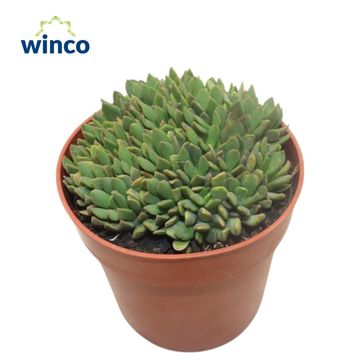 Anacampseros marlothii