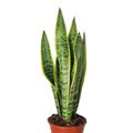 Sansevieria trifasciata 'Laurentii'