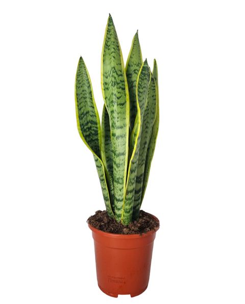 Sansevieria trifasciata 'Laurentii'