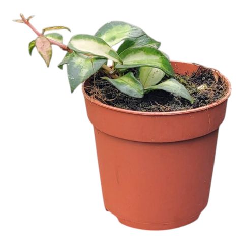 Hoya lacunosa 'Tricolor Bruno'
