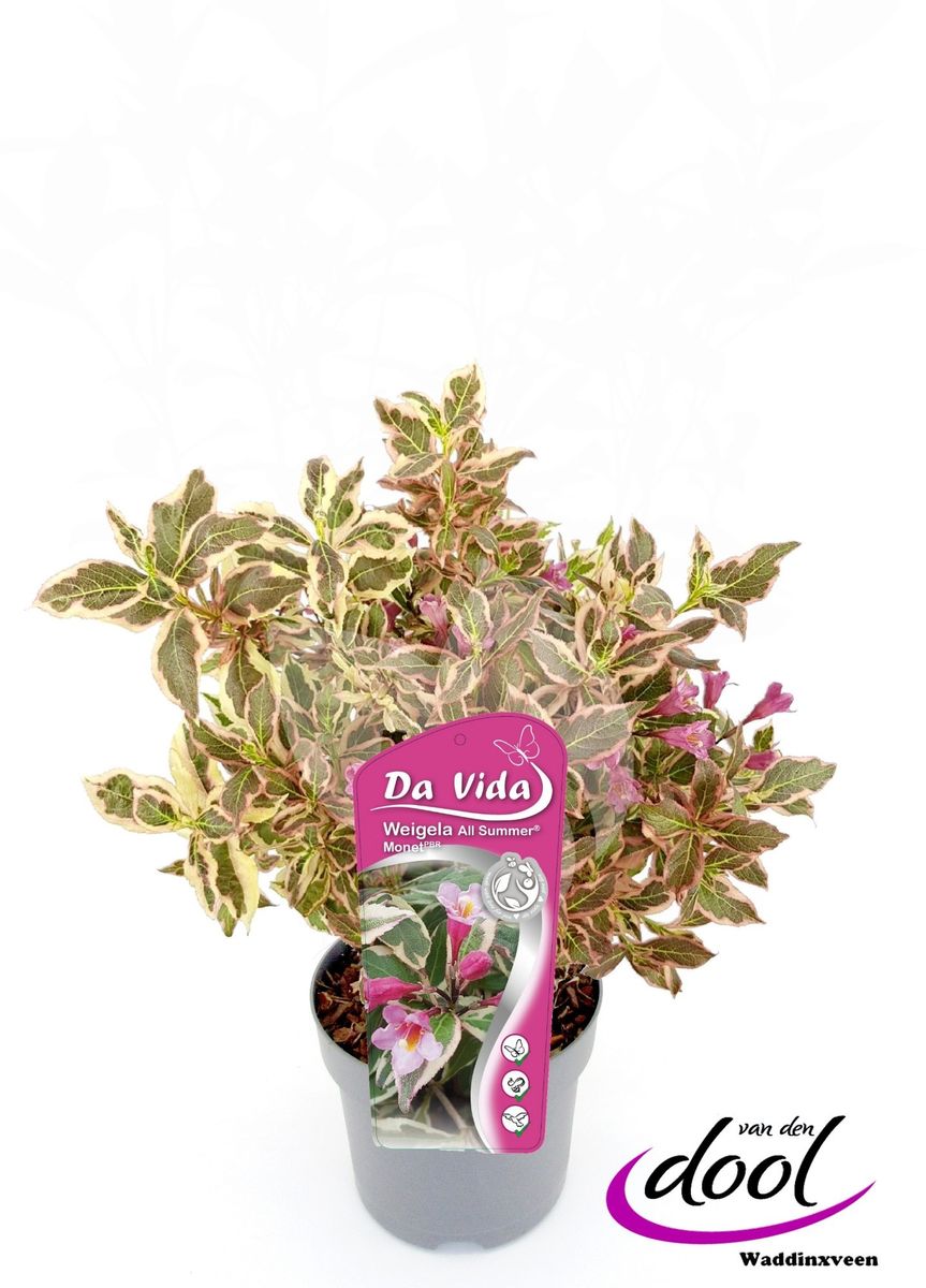 Weigela florida ALL SUMMER — Plant Wholesale FlorAccess