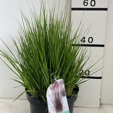 Molinia caerulea 'Heidebraut'