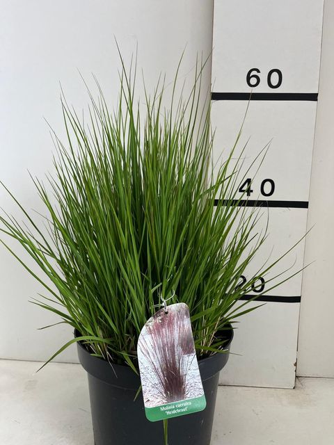 Molinia caerulea 'Heidebraut'