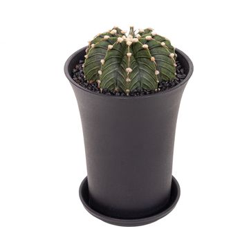 Gymnocalycium GREEN STRIPE