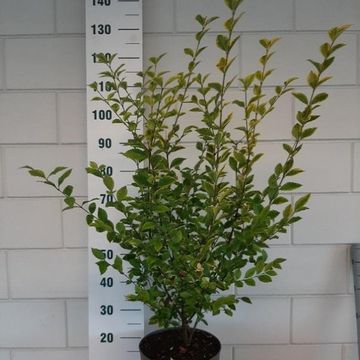 Ligustrum ovalifolium 'Aureum'