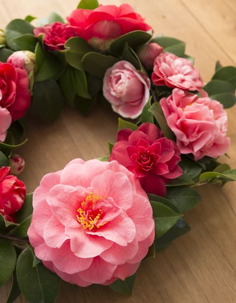 Camellia reticulata 'Mary Williams'